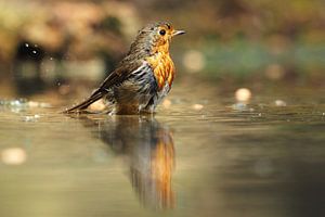Roodborst met zijn spiegelbeeld
