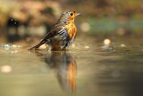 Roodborst met zijn spiegelbeeld