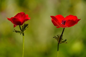 Natuurfoto rode klaproos van Martijn Jebbink Fotografie