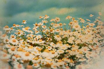 Feld mit Gänseblümchen