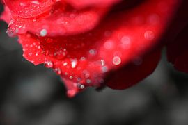 roos van Linda Slingerland