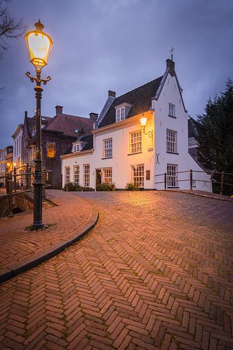 Goshawk in Amersfoort