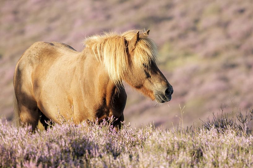 Wildpferd auf der Posbank mit lila Heidekraut von JorDieFotografie