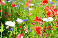 Blumenwiese