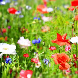 Blumenwiese von fotoping