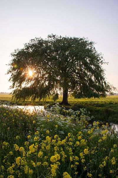 Trauerweide bei Sonnenuntergang auf der Wiese von Esther Wagensveld