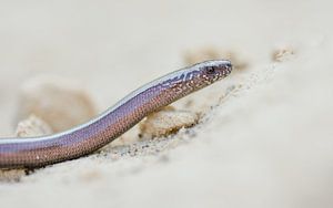 Le ver des bois sur Danny Slijfer Natuurfotografie