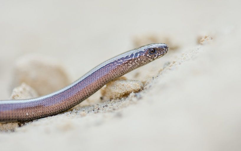 Le ver des bois par Danny Slijfer Natuurfotografie