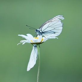 Large veined white butterfly by Esther Ehren