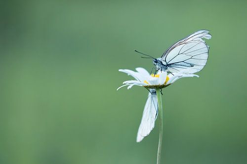 Large veined white butterfly