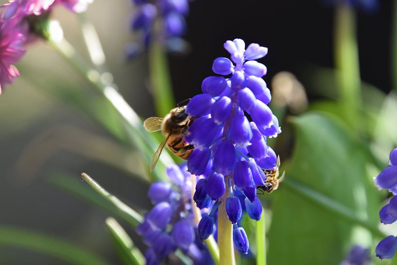 Honigbienen kehren nach dem kalten Winter zurück von FloraFocus