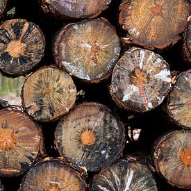 Prachtige patronen in een houtstapel in het bos van Connie Posthuma