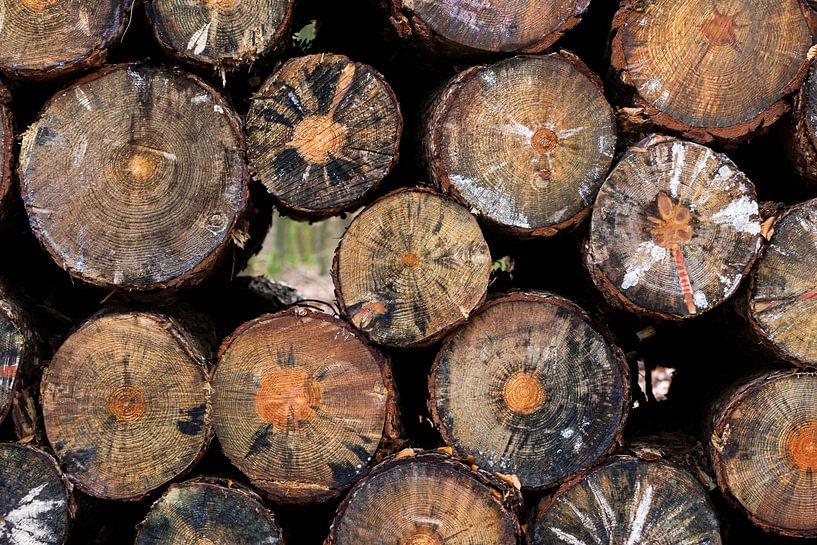 Beautiful patterns in a woodpile in the forest by Connie Posthuma