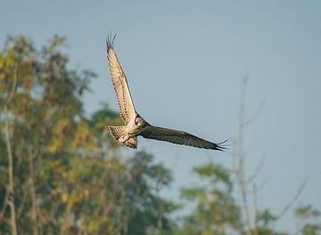 Visarend in volle vlucht van Jor DieFotografie