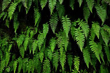 Wall of green ferns by Oliver Lahrem