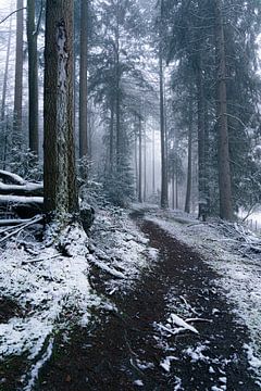 Een wandeling door een winters bos van Albert Lamme