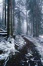 Ein Spaziergang durch einen Winterwald von Albert Lamme Miniaturansicht