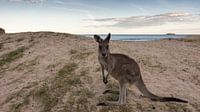  Kangoeroe op Pebbly Beach  van Chris van Kan thumbnail