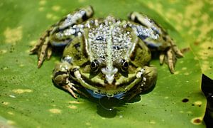 Frog on a water lily pad by Pieter JF Smit
