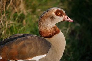 Nilgans (Fuchsgans) entlang des Wassers in der Abendsonne