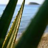 Agave and rock on the Mediterranean Sea, Ibiza by Diana van Neck Photography