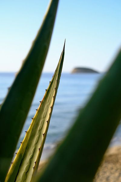Agave en  rots aan de Middellandse Zee, Ibiza van Diana van Neck Photography