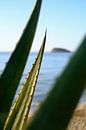 Agave en  rots aan de Middellandse Zee, Ibiza van Diana van Neck Photography thumbnail