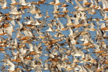Flock of Bar-tailed Godwits by AGAMI Photo Agency