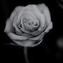Roos (zwart-wit) van Fotografie Jeronimo thumbnail