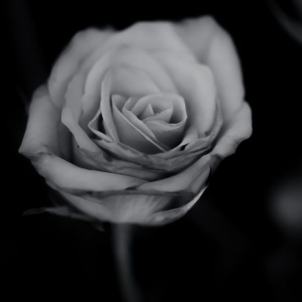 Roos (zwart-wit) van Fotografie Jeronimo