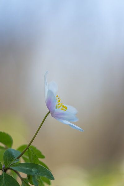 Wood anemone in beautiful soft light by John van de Gazelle fotografie