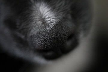 Honden neus van Sanne Willemsen