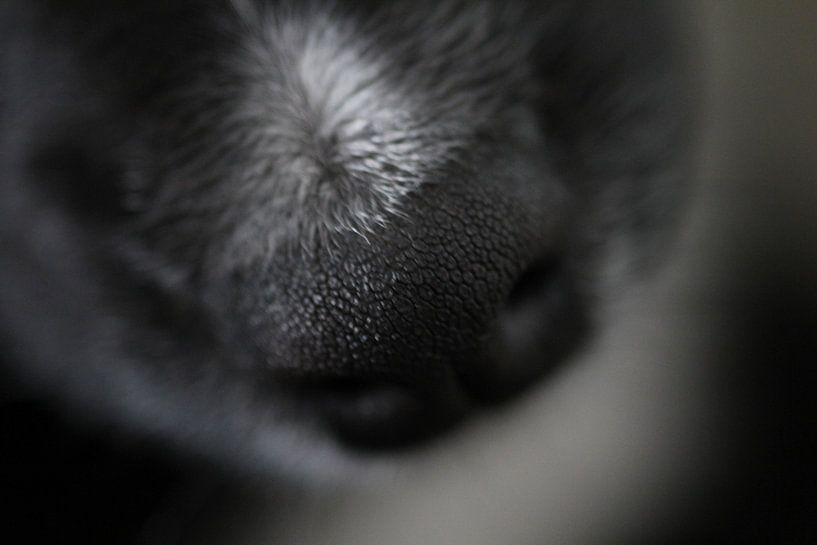 Dog nose by Sanne Willemsen