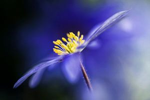 Anemone Blanda von Bob Daalder