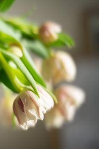 Hängende Tulpen von Michael Fousert