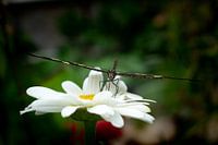 Serene Butterfly