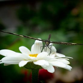 Gelassener Schmetterling von Matani Foto