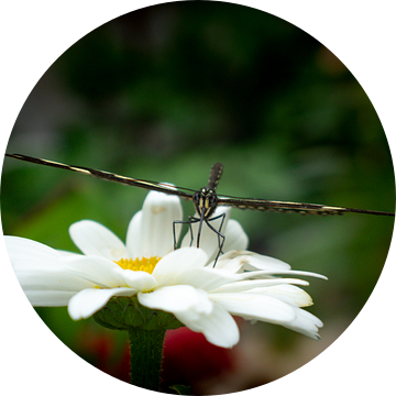 Serene Vlinder van Matani Foto