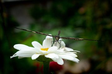 Gelassener Schmetterling von Matani Foto