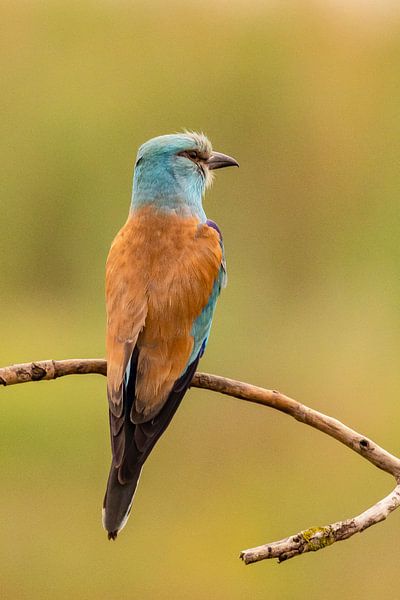 The Roller (European Roller), Coracias garrulus. by Gert Hilbink