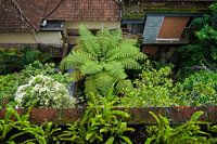 Big fern