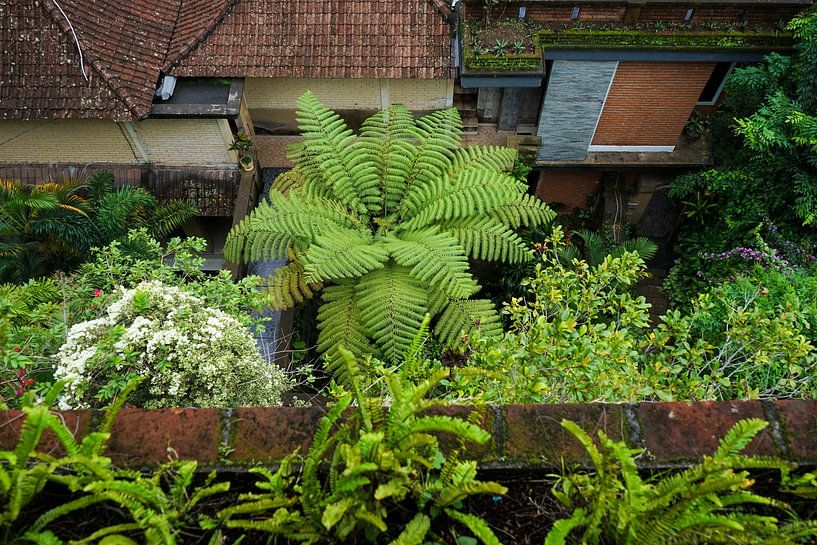 Big fern by Martijn Stoppels