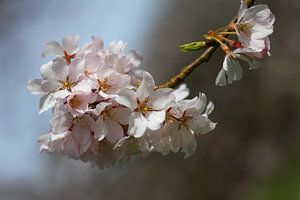 Fleurir