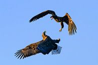 Zeearend adult en juveniel vechten in de lucht van Sjoerd van der Wal Fotografie thumbnail