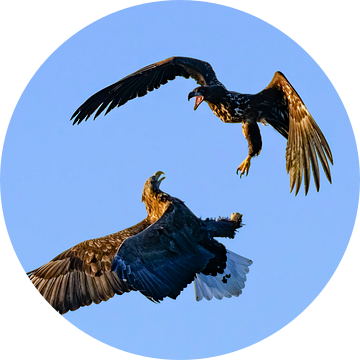 Zeearend adult en juveniel vechten in de lucht van Sjoerd van der Wal Fotografie