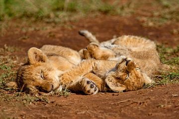 slapende leeuwenwelpjes van Peter Michel