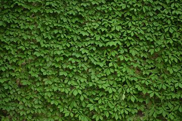 Eine Wand aus Weinreben im Sommer von Claude Laprise