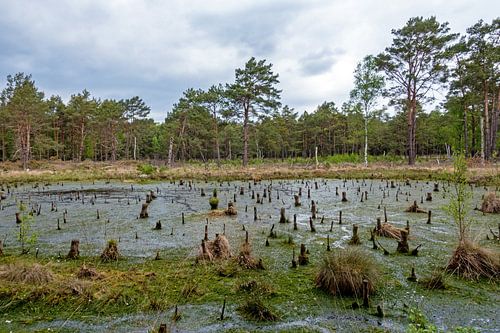 Moorland in Noord-Duitsland