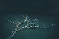 Tak Acer palmatum 'Aureum' von Wicher Bos Miniaturansicht