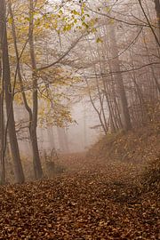Cloud forest by Karl Heinrich
